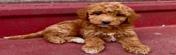 Mini Goldendoodle dogs for sale: Smalls - charting under 20 pounds - Ad 1