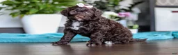Portuguese Water Dog dogs for sale: Molly - Ad 1