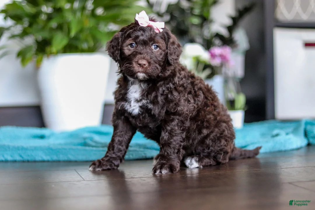 Portuguese Water Dog dogs for sale: Molly - Ad 1