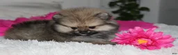 Pomeranian dogs for sale: Tiny Tessa - Ad 12