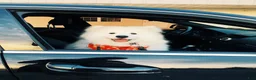 Samoyed dogs for sale: Maverick - Ad 4