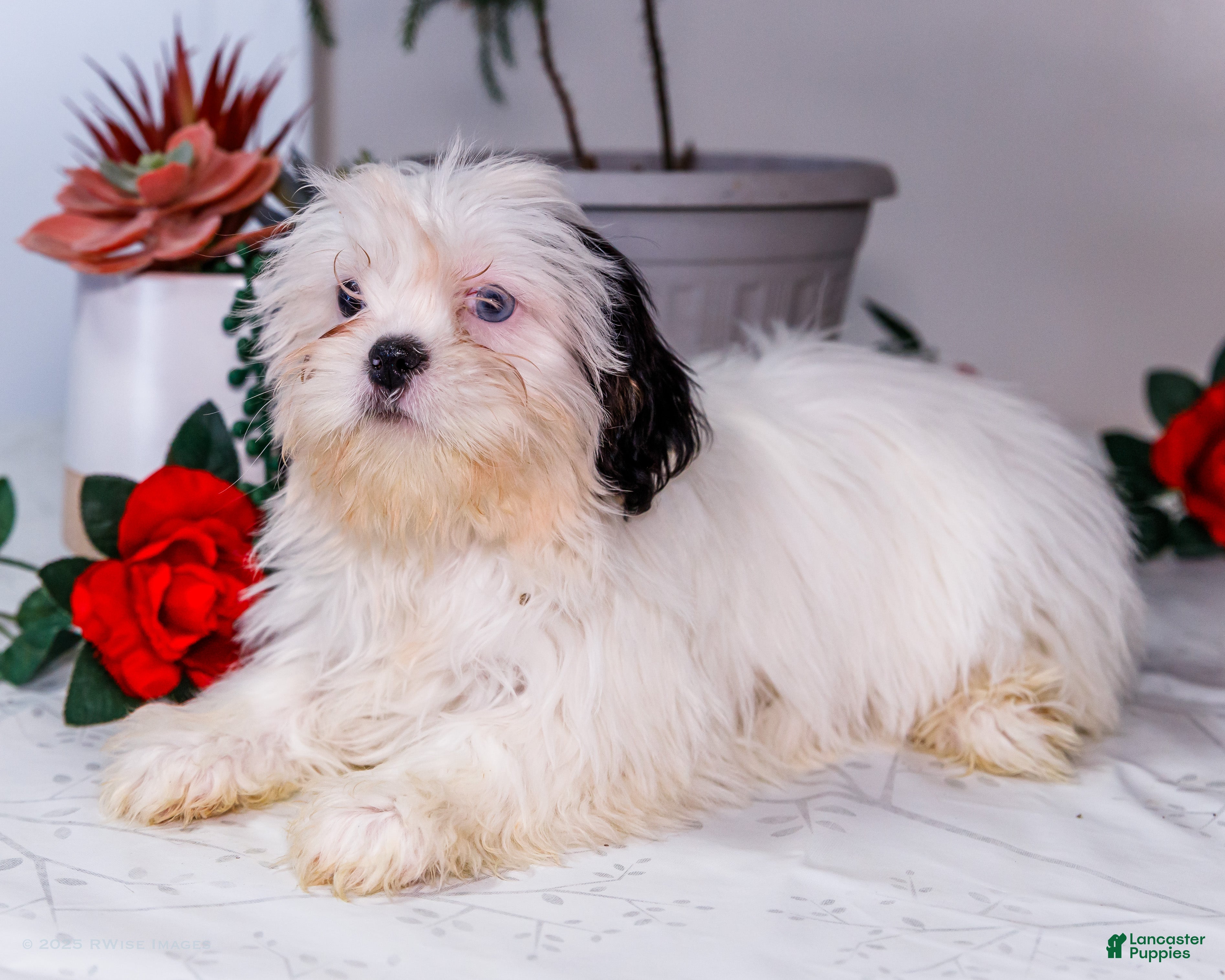 Shih Tzu dogs Lanetta - Ad 15