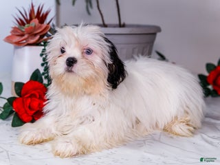 Shih Tzu dogs Lanetta - Ad 15