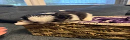 Shorkie dogs for sale: Shorkie 3 - Ad 3