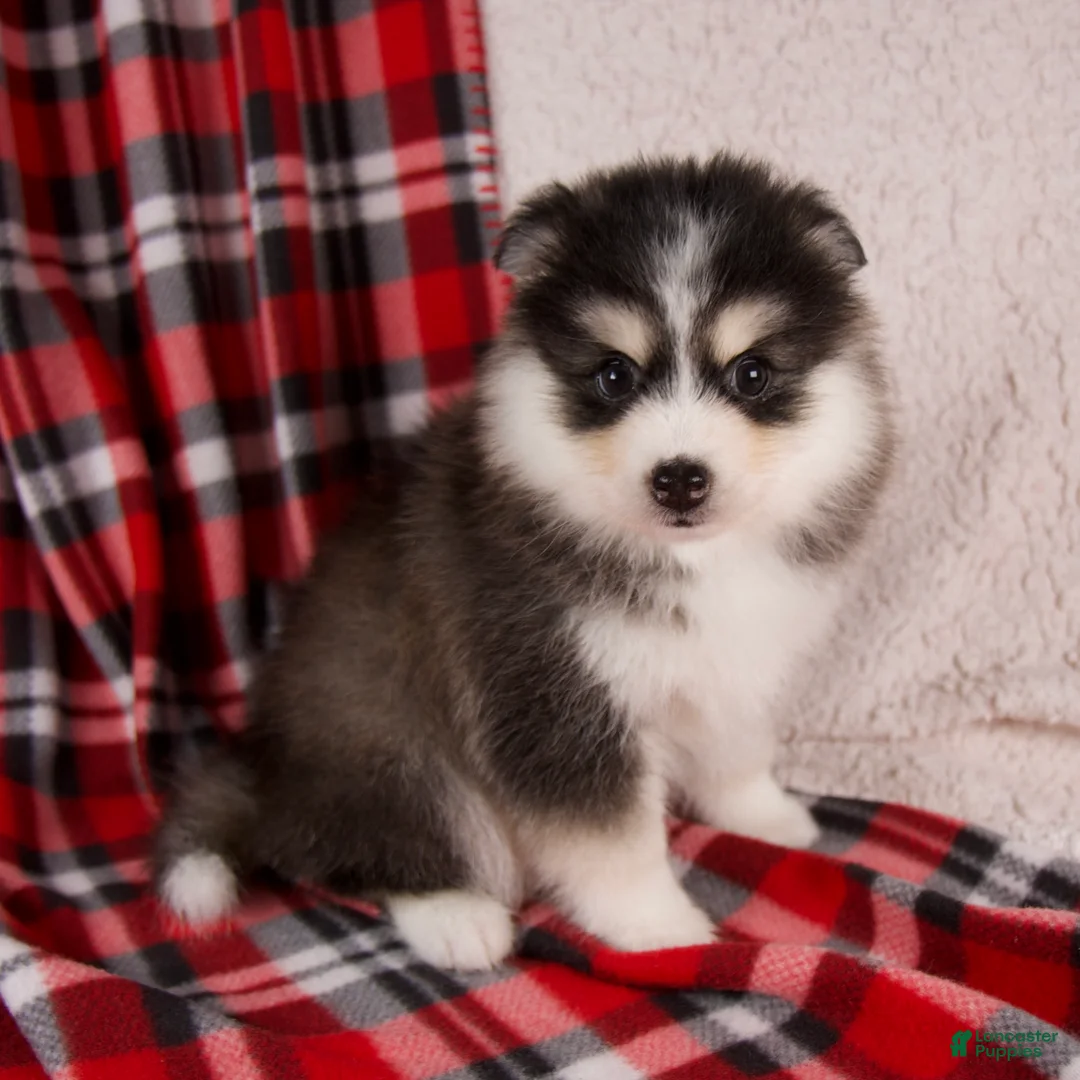 Pomsky dogs for sale: Jackson - Ad 3