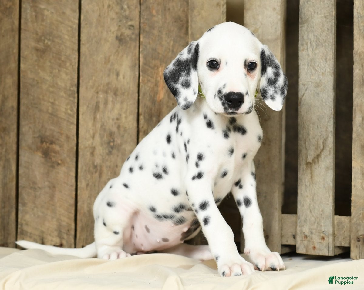 Spotted Dalmatian Dalmation For Sale Near Me Dalmatian Puppies For