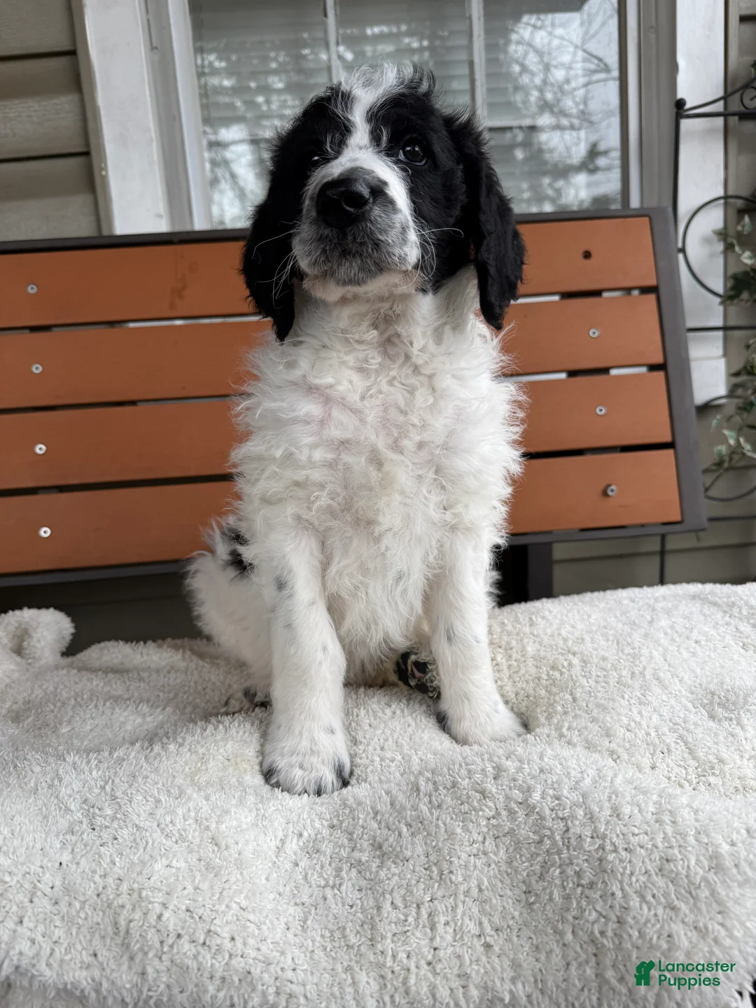 Mixed Breed dogs for sale: Ace - Ad 1