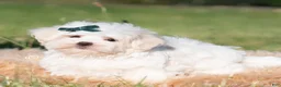 Maltese dogs for sale: Mochi AKC - Ad 3