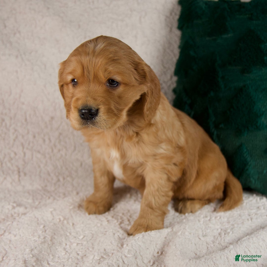 Mixed Breed dogs for sale: Milo - Ad 7