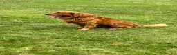 Golden Retriever dogs for sale: Rusty - Ad 12
