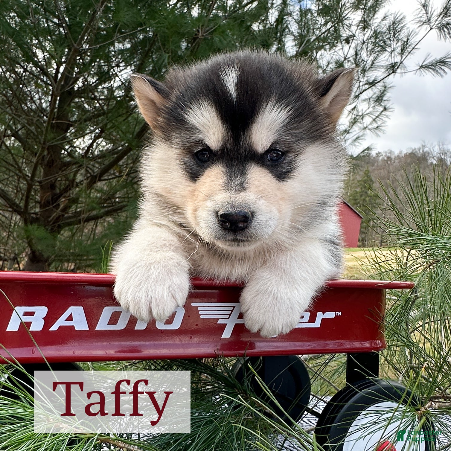 Alaskan Malamute dogs Taffy - Ad 6