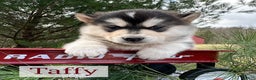 Alaskan Malamute dogs for sale: Taffy - Ad 1