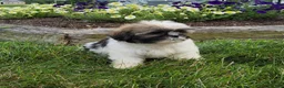 Shih Tzu dogs for sale: Amber - Ad 8