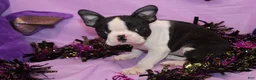 Boston Terrier dogs for sale: Minka - Ad 4