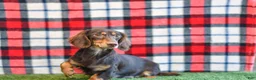 Miniature Dachshund dogs for sale: AKC-Jordan - Ad 11