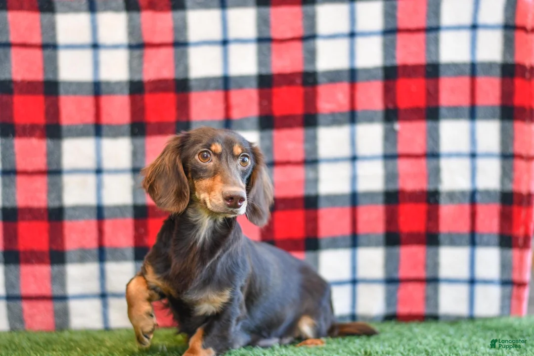 Miniature Dachshund dogs for sale: AKC-Jordan - Ad 11