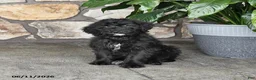Double Doodle dogs for sale: Girlie - Ad 4
