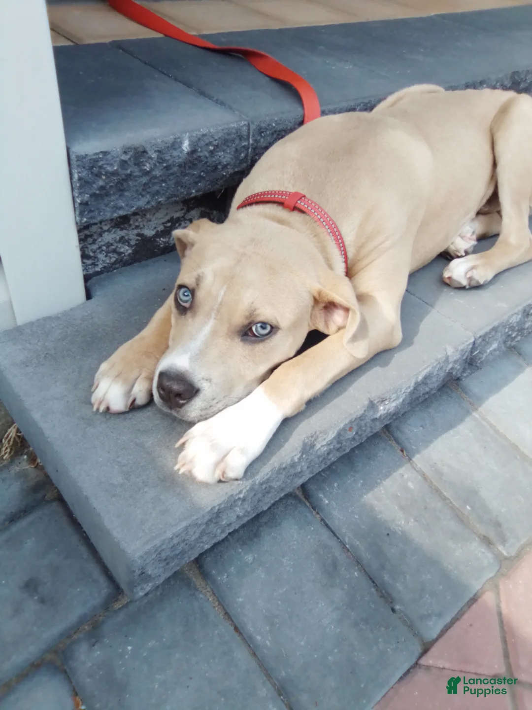 American Pit Bull Terrier dogs for sale: American Pit Bull Terrier 1 - Ad 1
