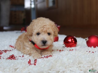 Bichpoo dogs Donnie - Ad 7