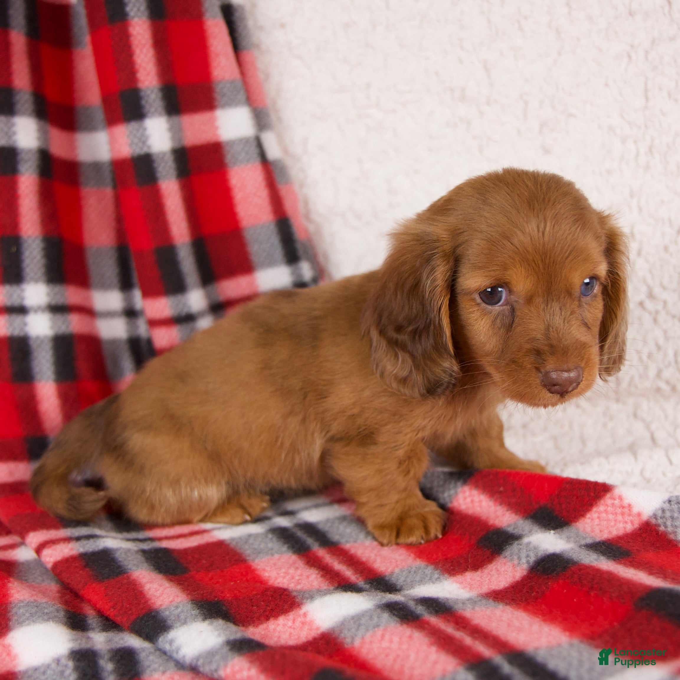 Dachshund dogs Elvis - Ad 2