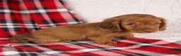 Dachshund dogs for sale: Elvis - Ad 2