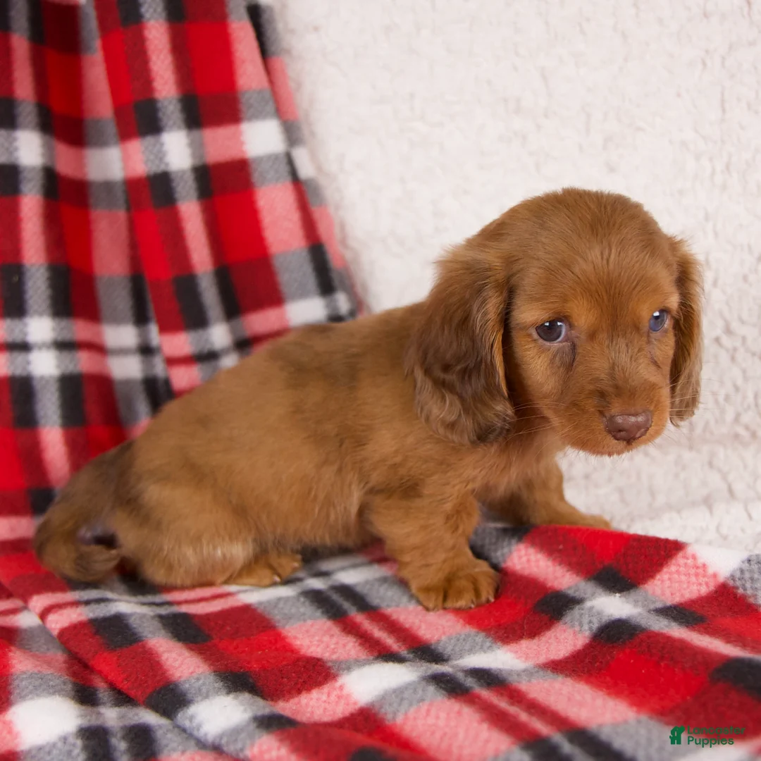 Dachshund dogs for sale: Elvis - Ad 2