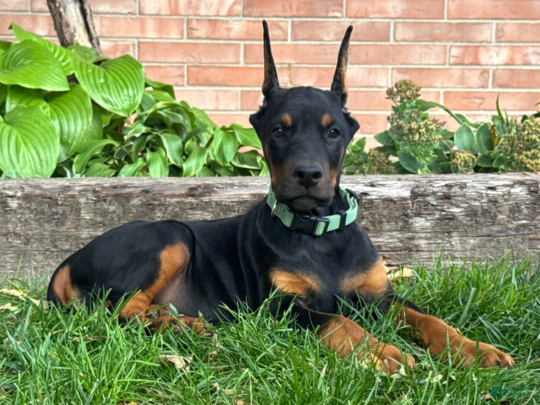 Doberman Pinscher dogs Banner - Ad 1