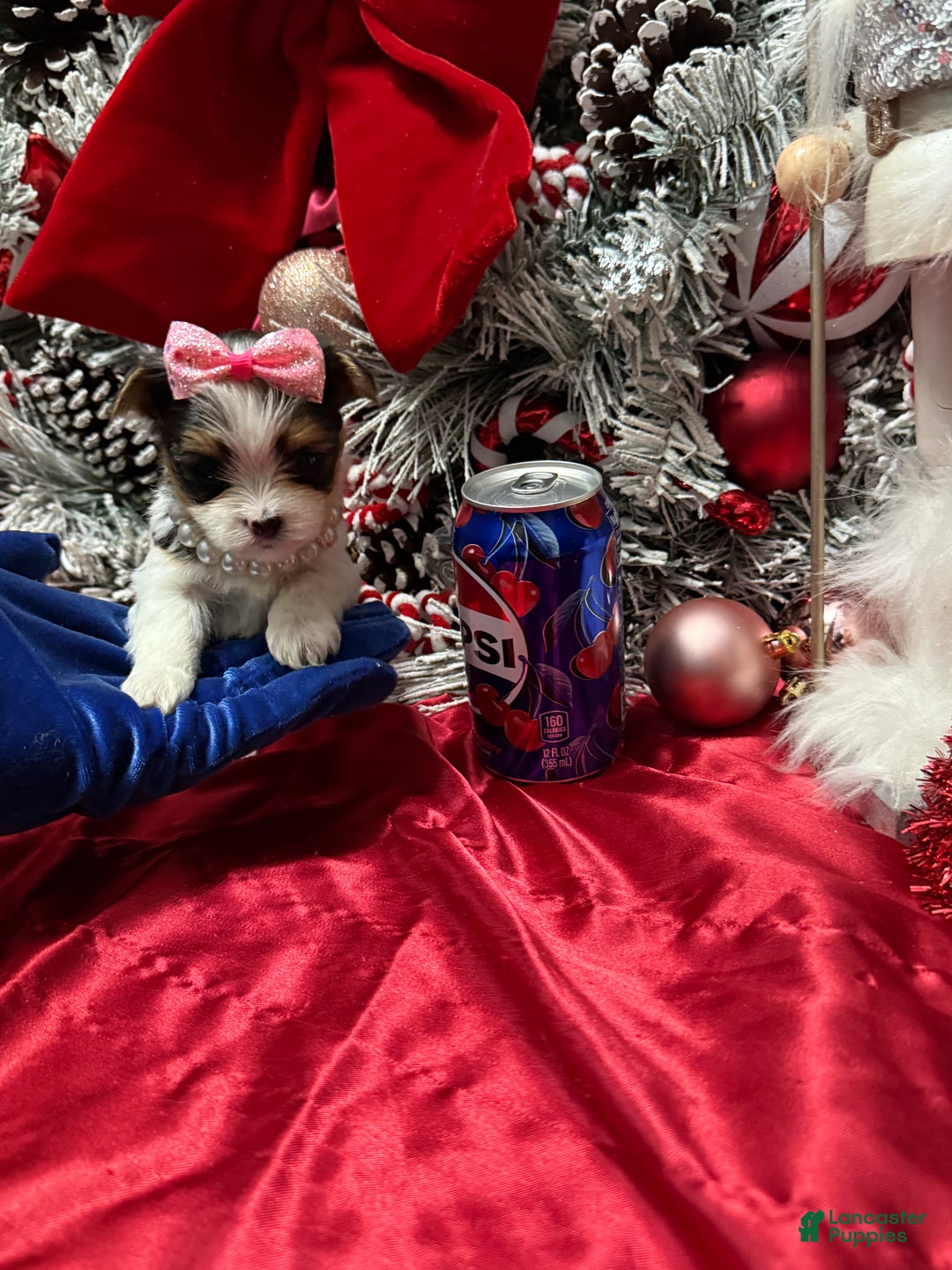 Yorkshire Terrier dogs for sale: Dot - Ad 9