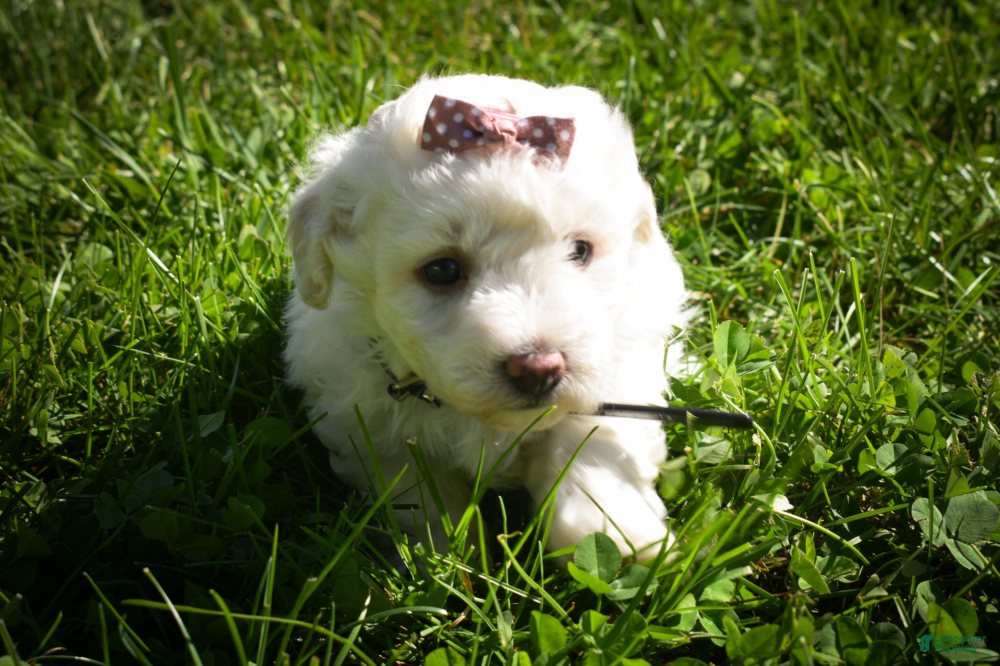 Maltese dogs Dixie💕   - Ad 1