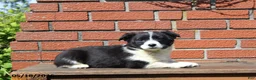 Mixed Breed dogs for sale: Casey - Ad 2