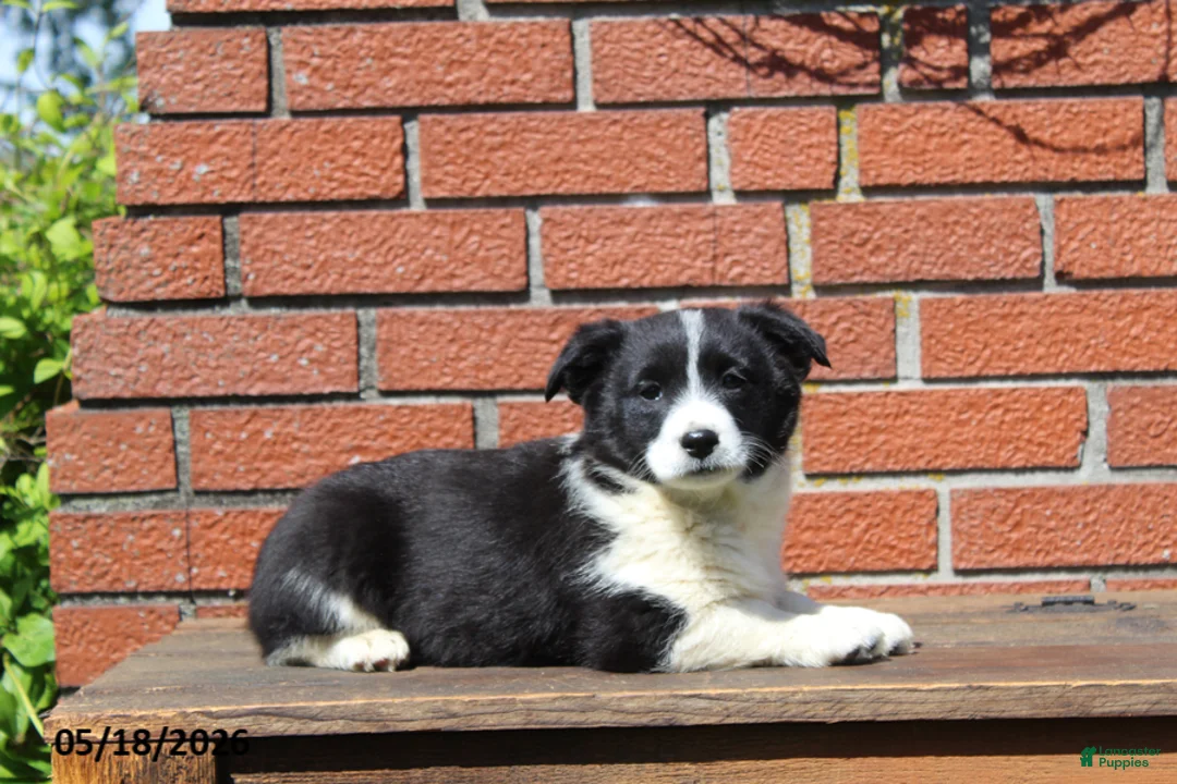 Mixed Breed dogs for sale: Casey - Ad 2
