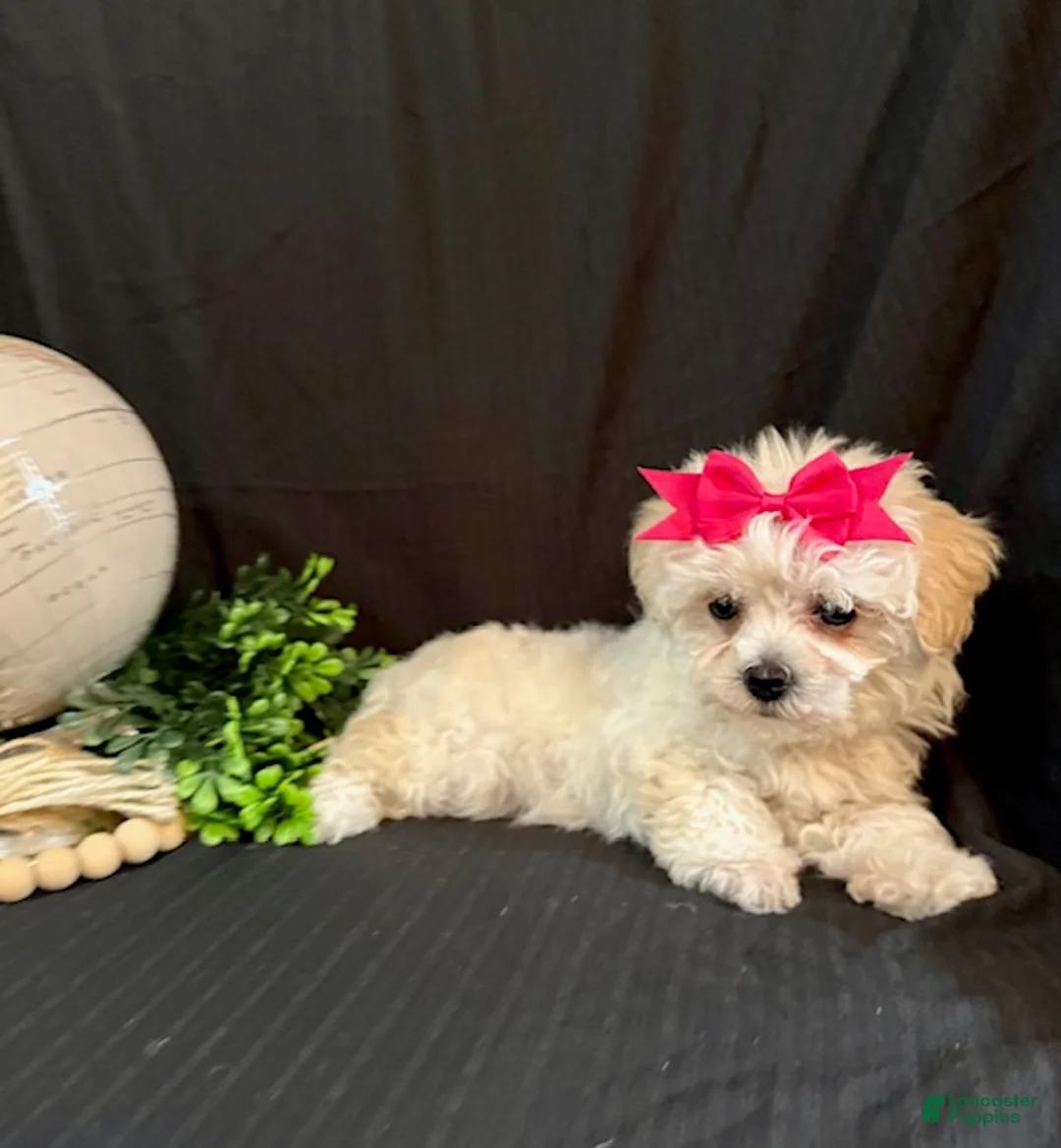 Lhasapoo dogs for sale: Hope - Ad 2