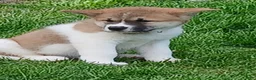 Akita dogs for sale:  Ginko - Ad 4