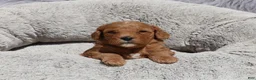 Mini Goldendoodle dogs for sale: Mia 🌷GenClearParents - Ad 7