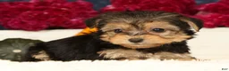 Yochon dogs for sale: Tessa - Ad 7