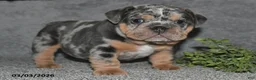 English Bulldog dogs for sale: Asher - Ad 3