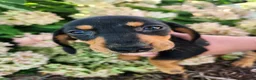 Miniature Dachshund dogs for sale: Zurie - Ad 11