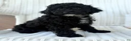 Maltipoo dogs for sale: Joey - Ad 3