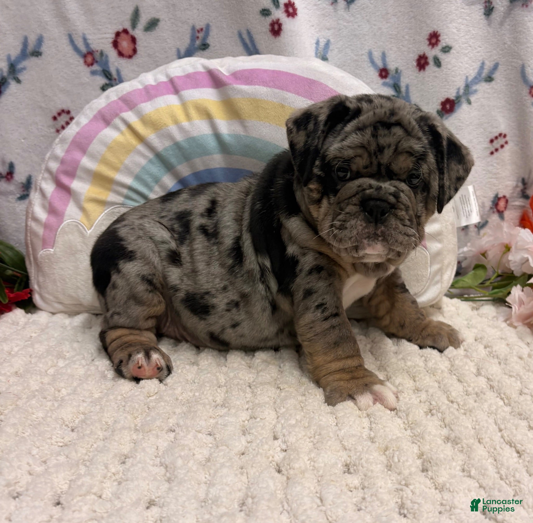 English Bulldog dogs Mira - Ad 2