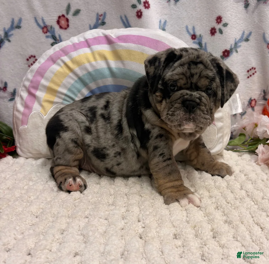 English Bulldog dogs for sale: Mira - Ad 2