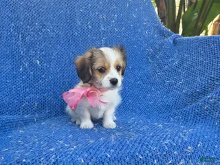 Shorkie dogs Winny - Ad 22