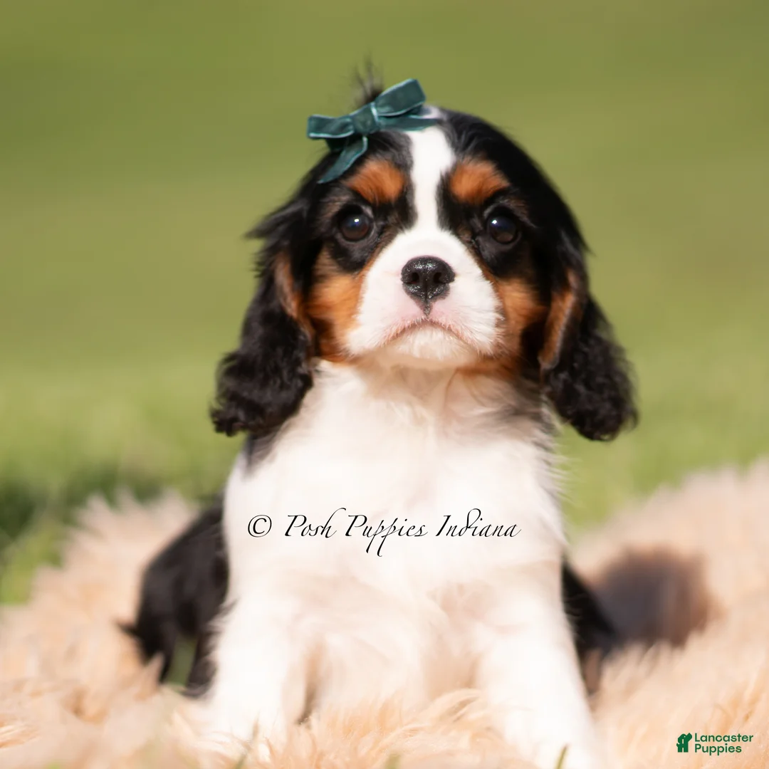 Cavalier King Charles Spaniel dogs for sale: Comet AKC - Ad 1