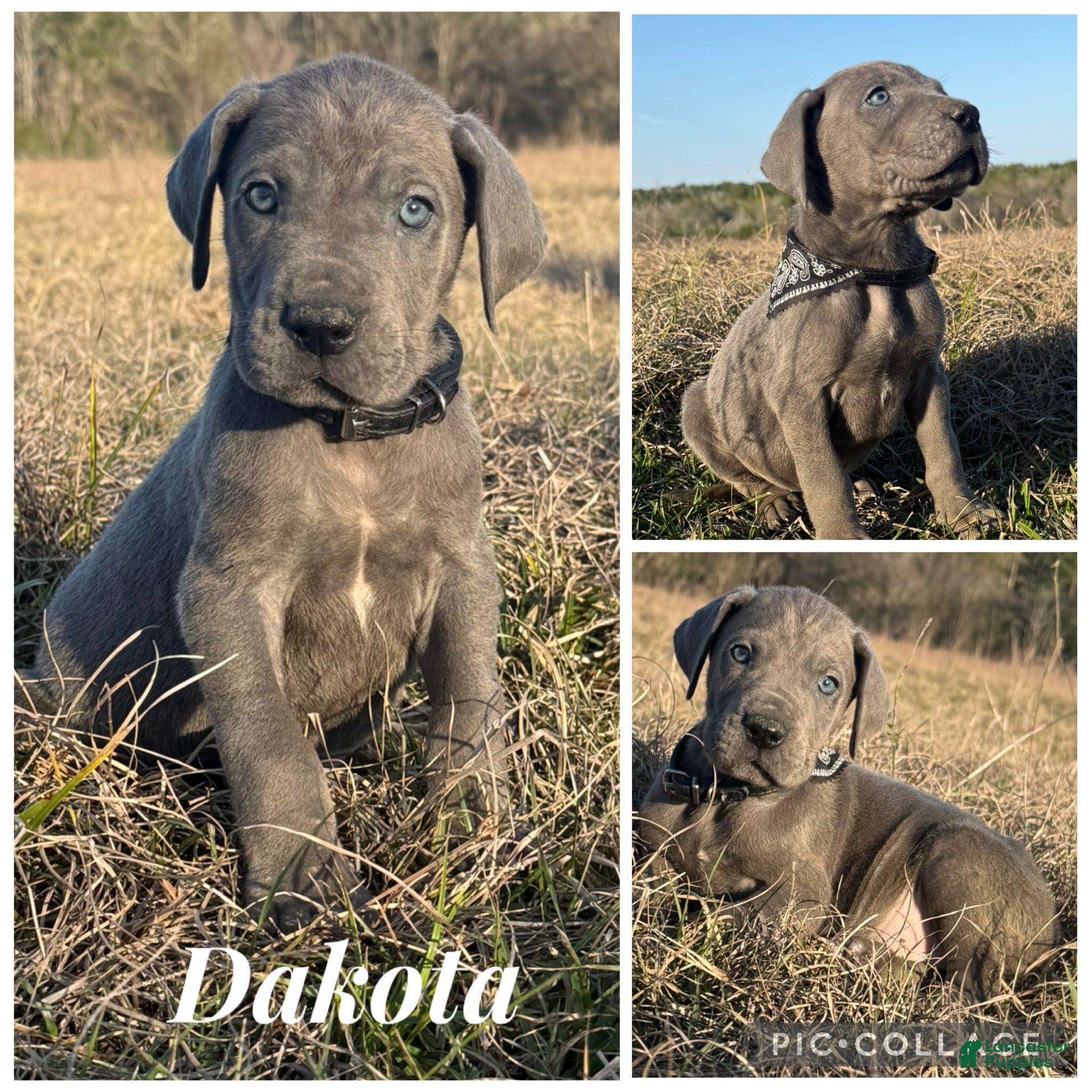 Great Dane dogs Big & Blue Dakota  - Ad 3