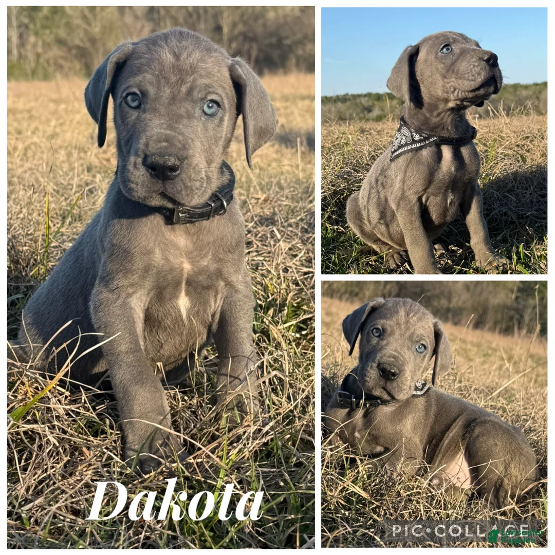 Great Dane dogs for sale: Big & Blue Dakota  - Ad 1