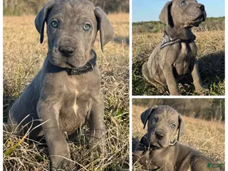 Great Dane dogs Big & Blue Dakota - Ad 3