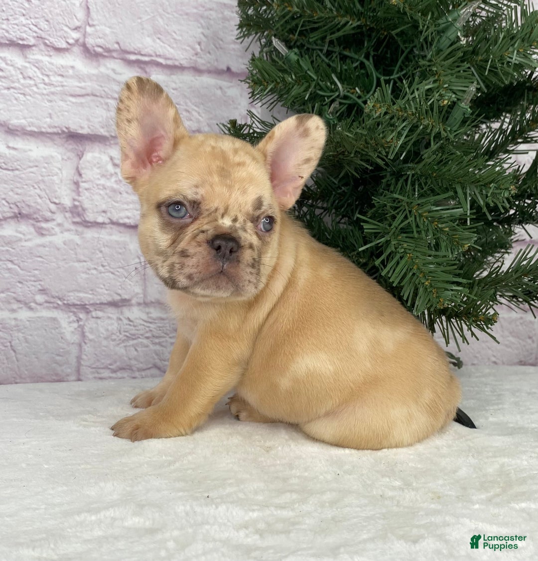 French Bulldog dogs for sale: April - Ad 2