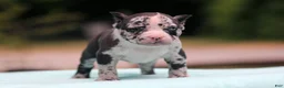 American Bully dogs for sale: Black Merle Male - Ad 5