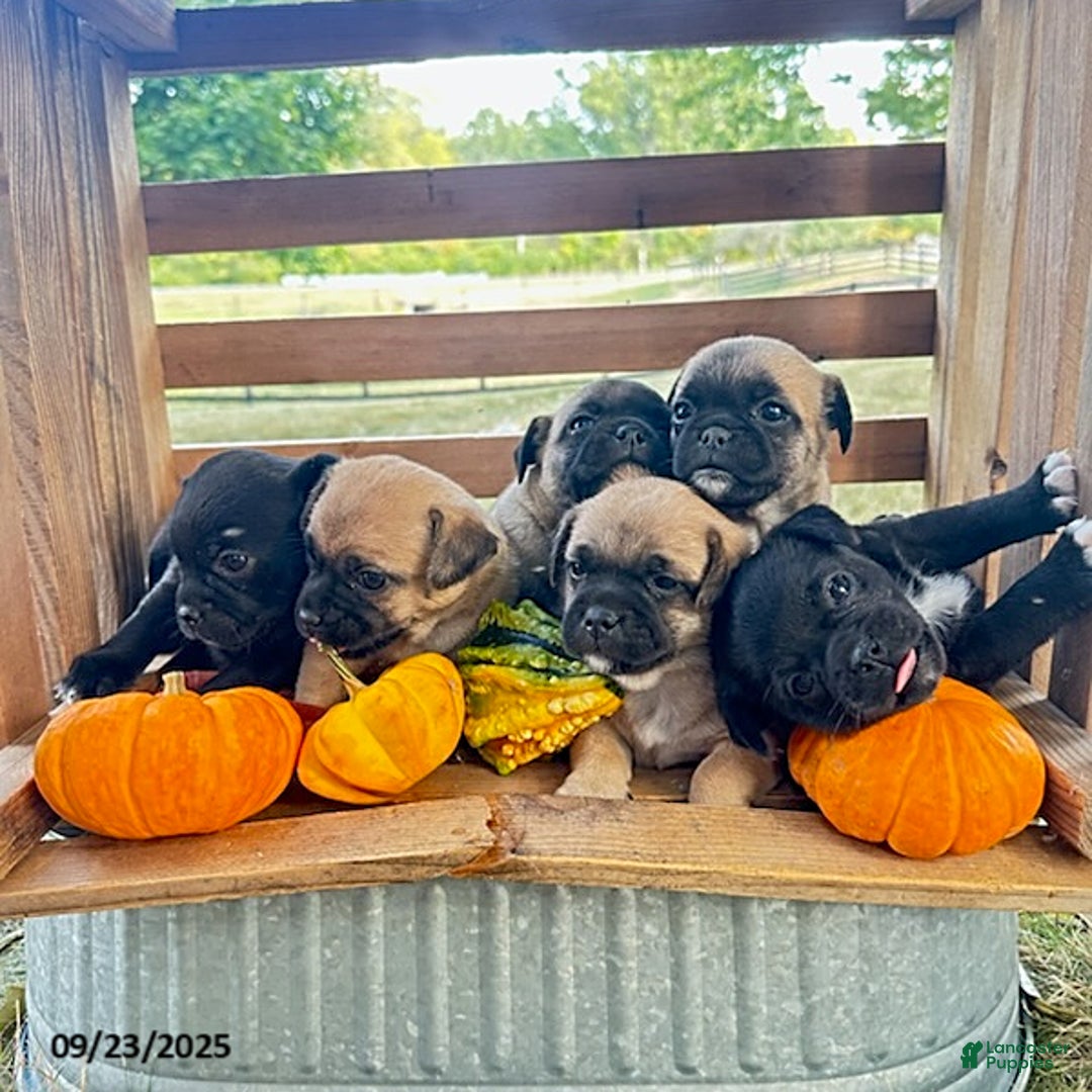 Jug dogs for sale: Leaf - Ad 13