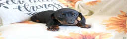 Miniature Dachshund dogs for sale: Danny  - Ad 5