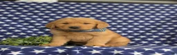 Golden Retriever dogs for sale: Travis AKC Reg - Ad 1